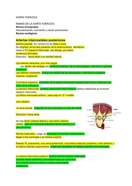 Aorta torácica