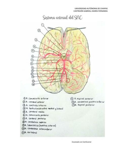 Sistema Arterial del SNC