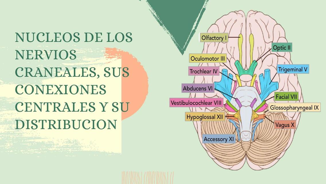 Núcleos de los Nervios Craneales 