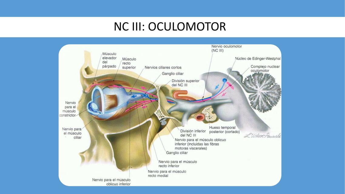 NC III: Oculomotor 