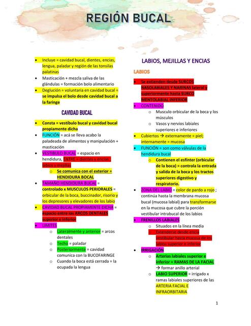 REGIÓN BUCAL BOCA MORFOLOGÍA/ANATOMÍA