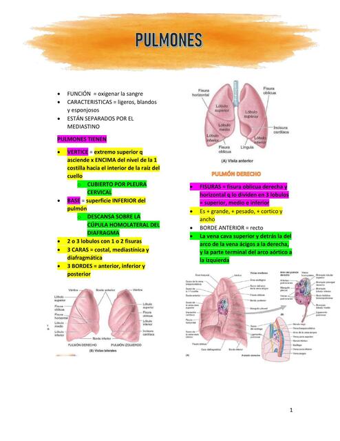 PULMONES ANATOMÍA