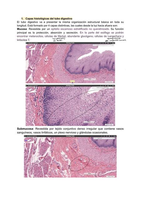 Histología Sistema Digestivo