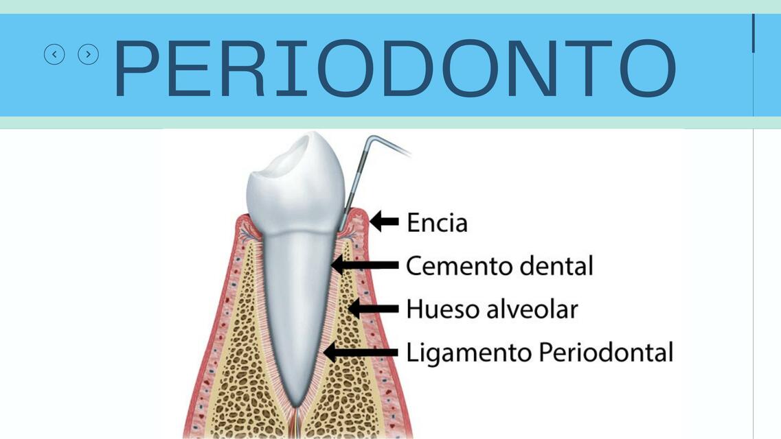 PERIODONTO