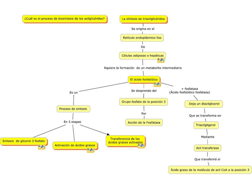 Biosistesis de acilgliceridos