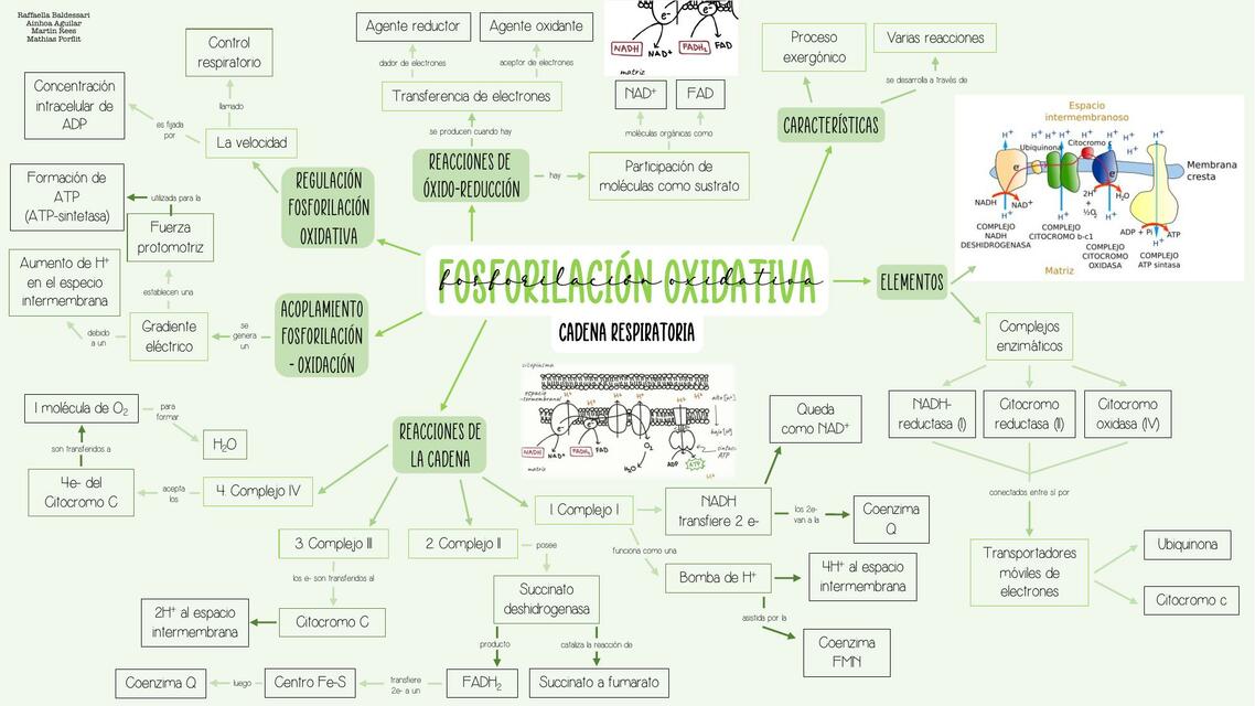 Fosforilación oxidativa