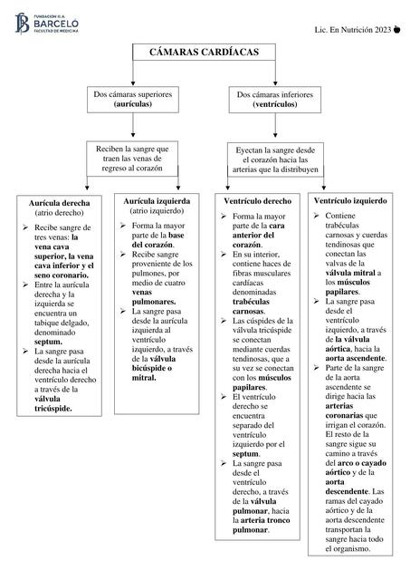 Cámaras cardíacas