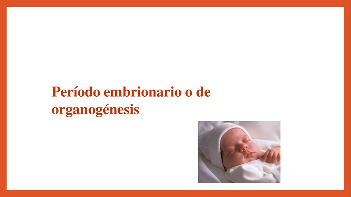 Periodo embrionario o de organogénesis 