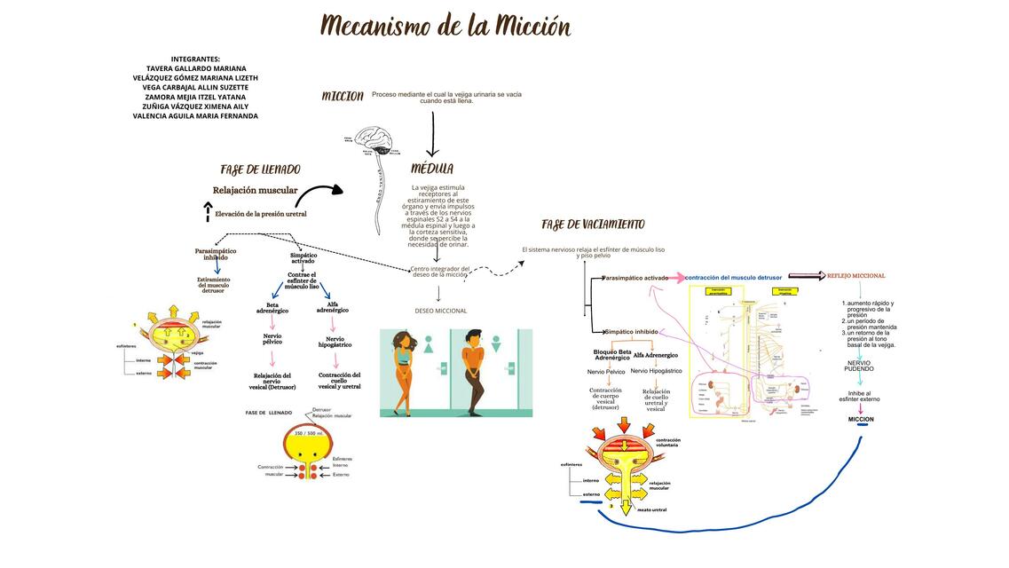 Mecanismo de la micción