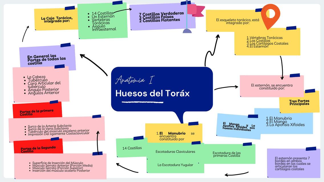 Hueso del tórax y de la extremidad superior