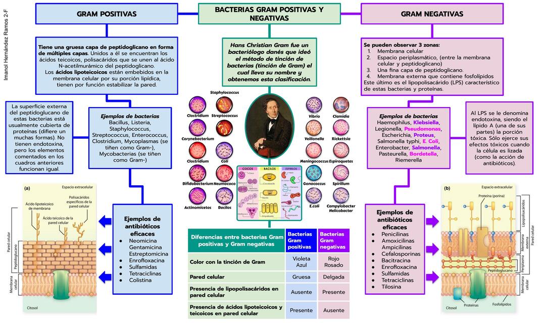 Bacterias gram positivas y negativas