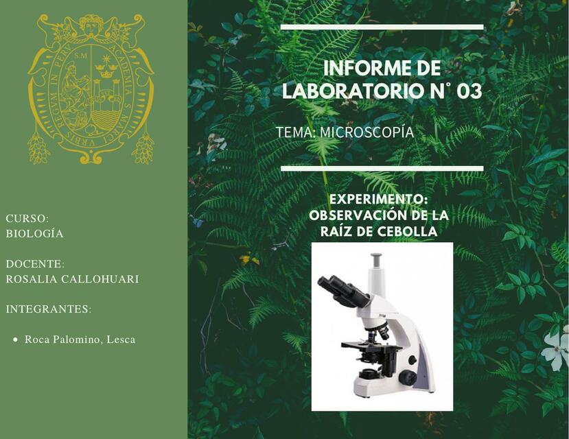 EXPERIMENTO: OBSERVACIÓN DE LA RAÍZ DE CEBOLLA