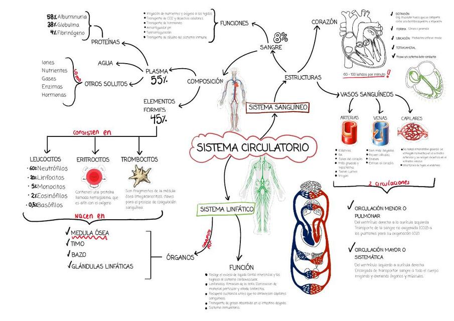 Sistema Circulatorio 