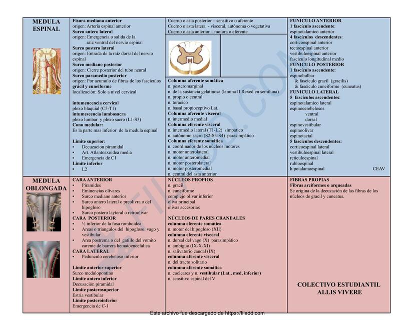 Resumen Final Bloque de Neuroanatomia