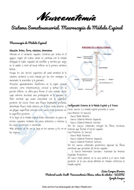 Neuroanatomía    