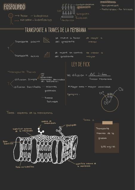 Transporte a través de la membrana