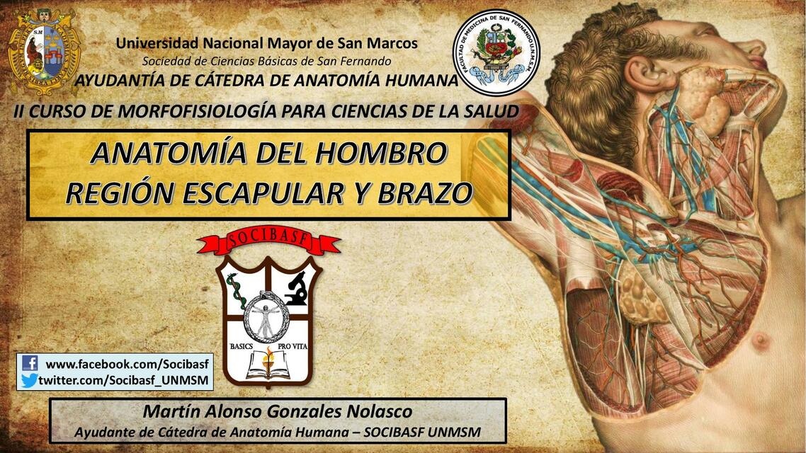 Anatomía del hombro