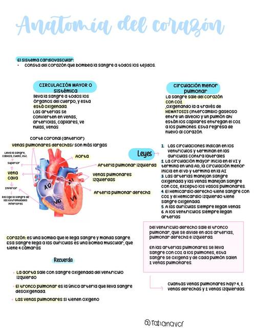 Anatomia Del Corazón Tatiana Varela Udocz