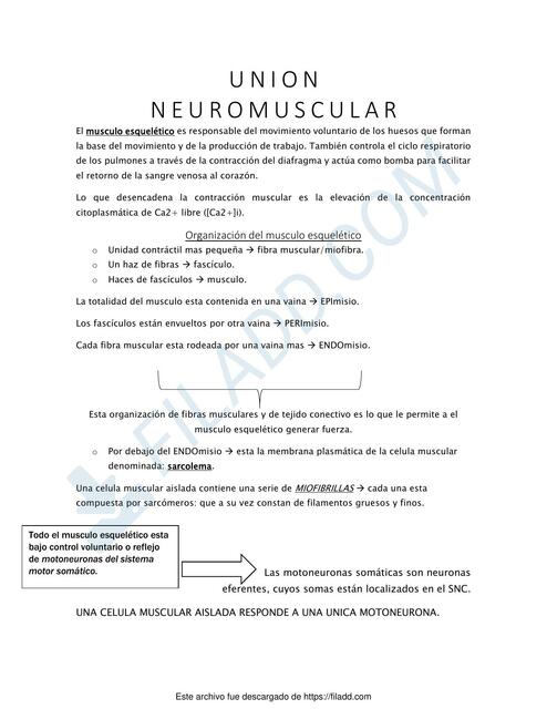 Union neuromuscular