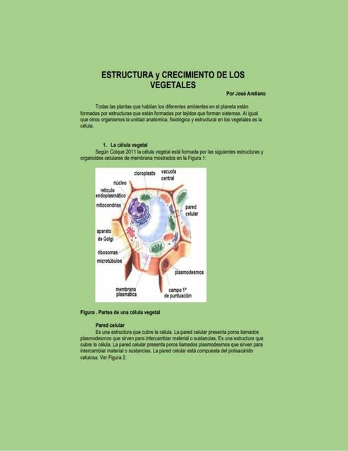 Tejidos vegetales estructura ciclo y crecimiento 