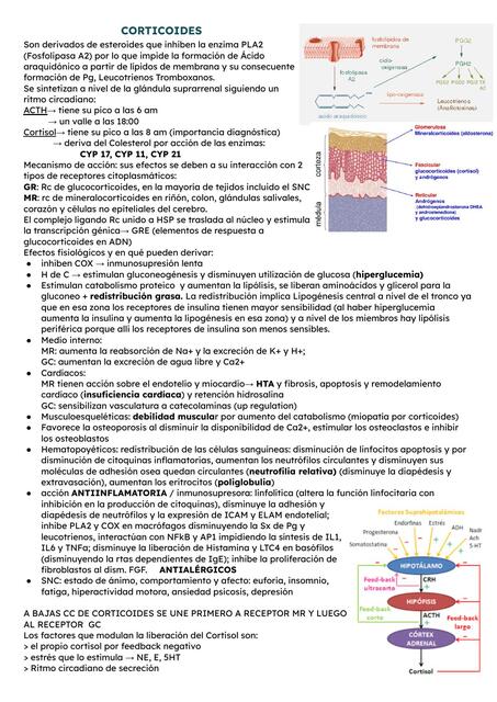 Corticoides 