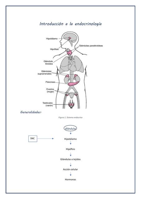 Introducción a la endocrinología 