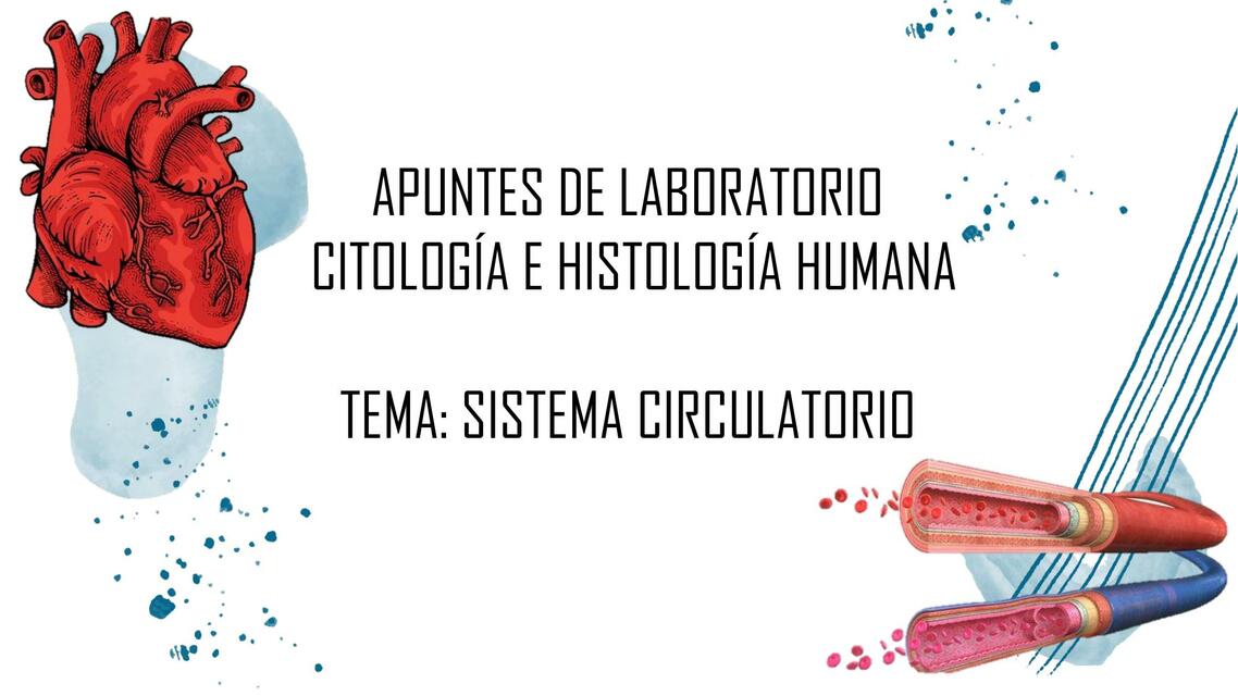 Citología sistema circulatorio