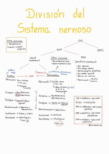 División del sistema nervioso. Sistema simpático y parasimpático