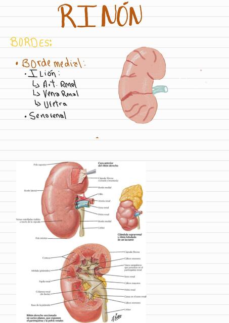 ANATOMIA DEL RIÑON | JAIRO HRP | uDocz