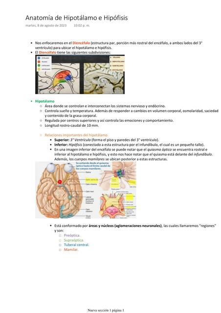 Anatomía de Hipotálamo e Hipófisis