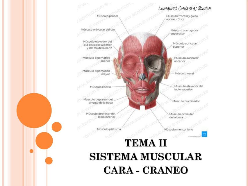 Diapositivas Mus Cara y Craneo 2