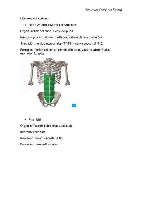 Músculos del Abdomen 20