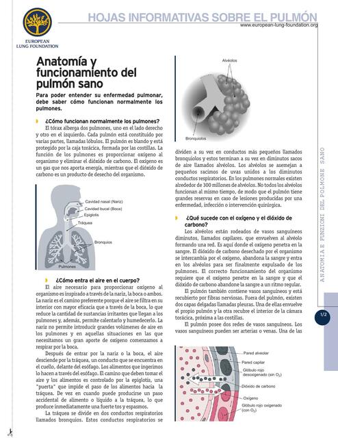 Anatomía y Funcionamiento del Pulmón Sano