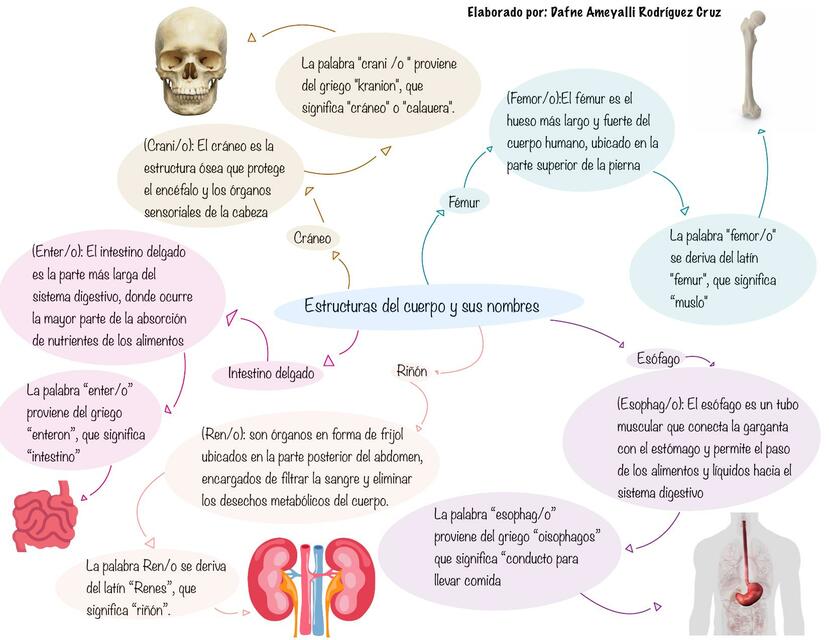 Estructura del cuerpo y sus nombres