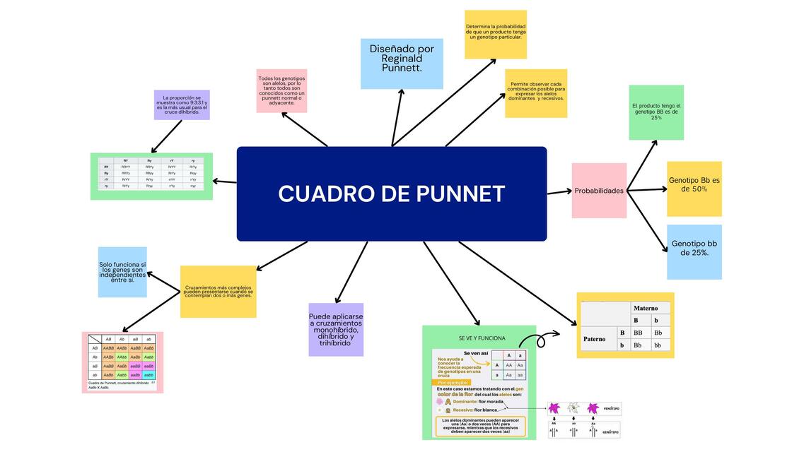 Cuadro de Punnet 