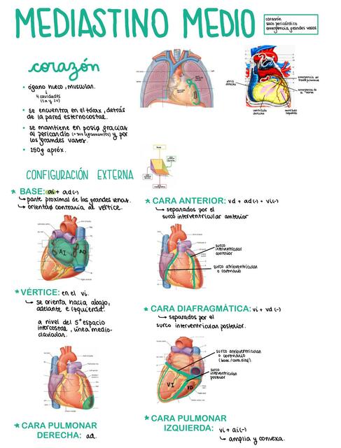 Mediastino Medio