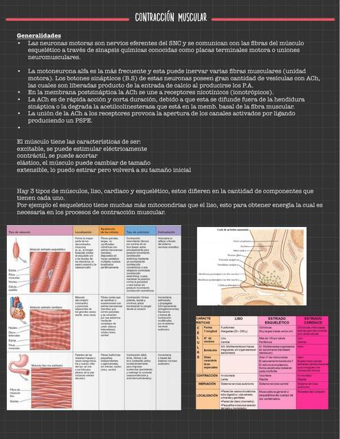Contracción Muscular