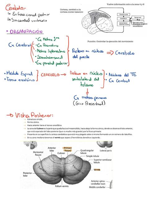 Cerebelo