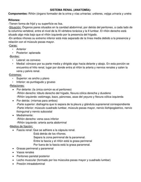 Sistema Renal Anatomía