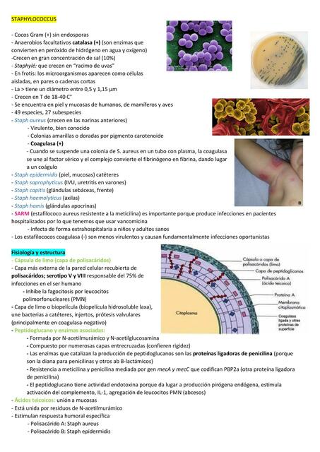 Staphylococcus 