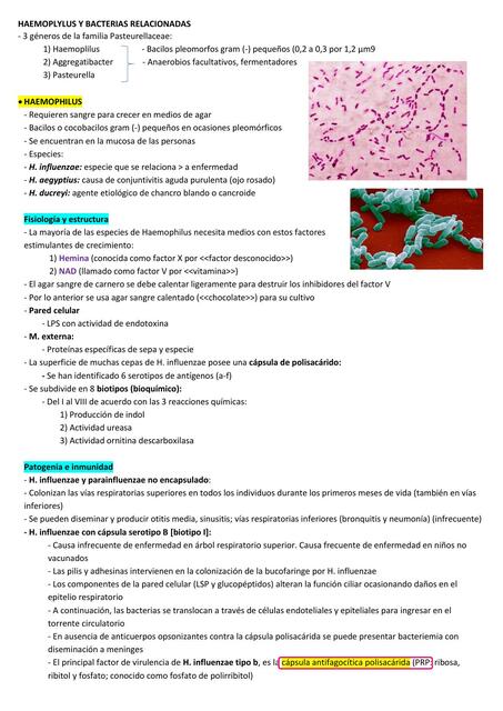 Haemoplylus y Bacterias Relacionadas 