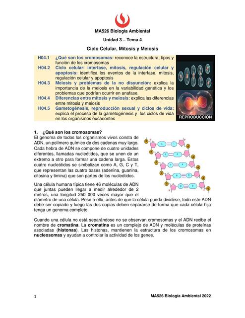 Flashcards de Lectura Ciclo celular | Por Evelyn Montes Valdez | uDocz