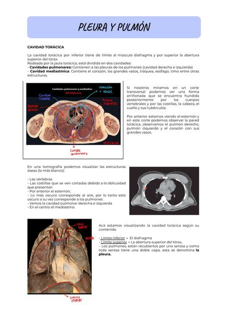 Pleura Pulmón