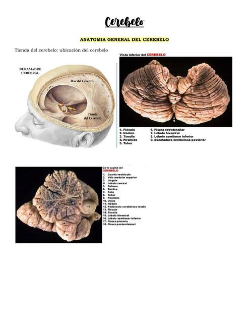 Cerebelo