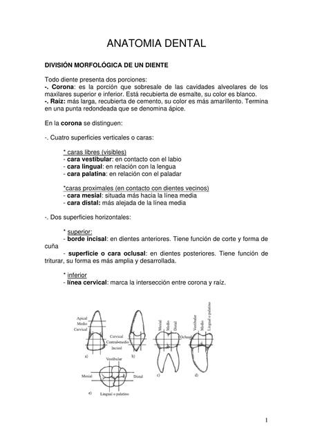 Anatomía Dental 