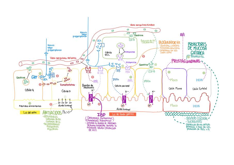 FISIOLOGIA DE ESTÓMAGO Y FARMACODINAMIA DE ANTIÁCIDOS