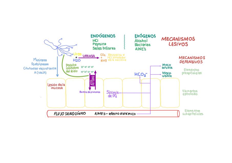 PATOGENIA DE H.PYLORI