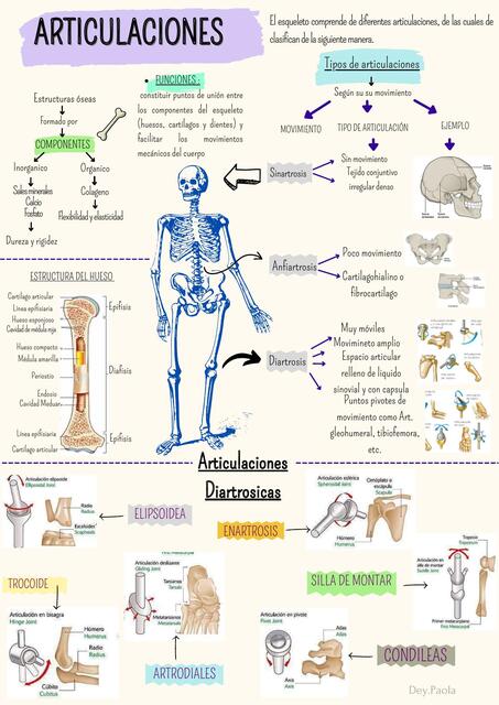 Articulaciones 