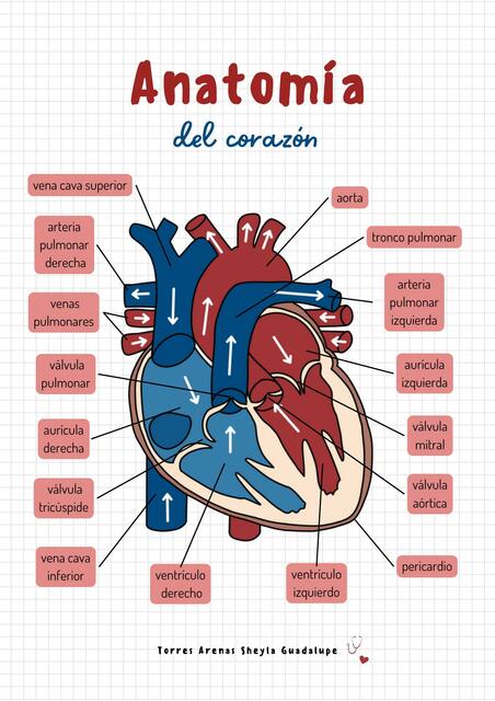 Anatomía del corazón