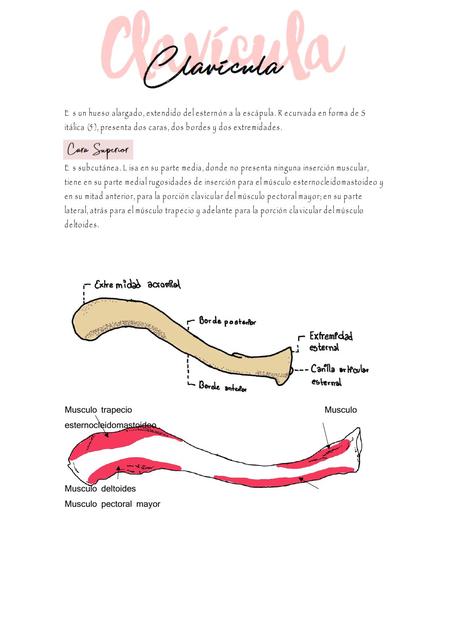 Clavicula